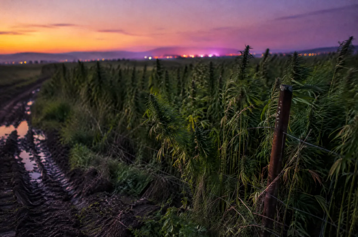 Feld mit hohen Hanfpflanzen in der Abenddämmerung, im Vordergrund ein Feldweg mit Reifenspuren und ein rostiger Zaunpfahl, am Horizont Lichter