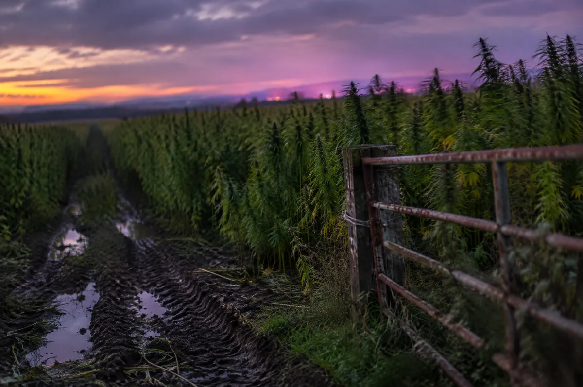 Feld mit hohem Nutzhanf in der Abenddämmerung, im Vordergrund ein Feldweg mit Pfützen und Reifenspuren und ein rostiges Gatter
